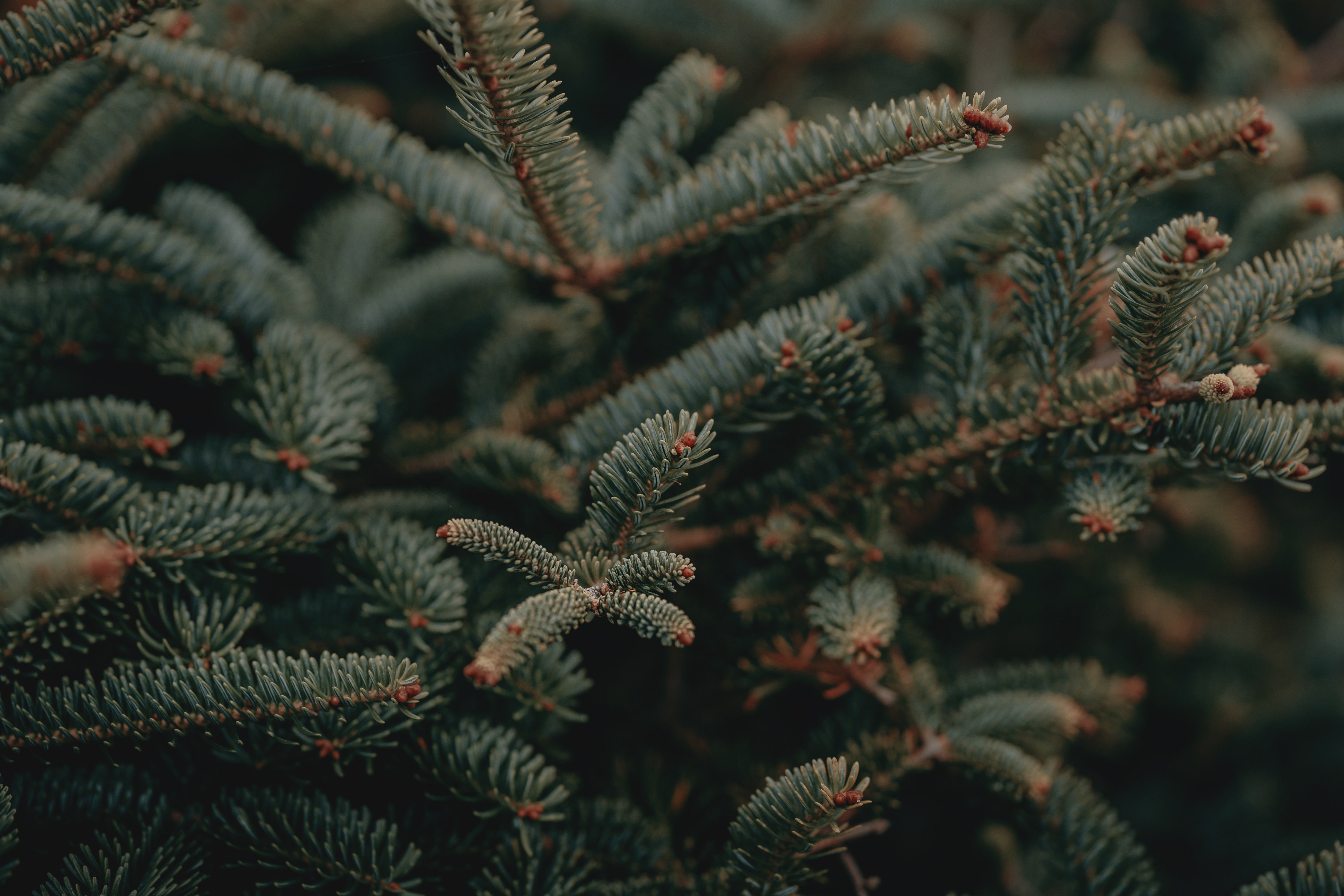 Comparing Real and Faux Christmas Trees: Pros and Cons